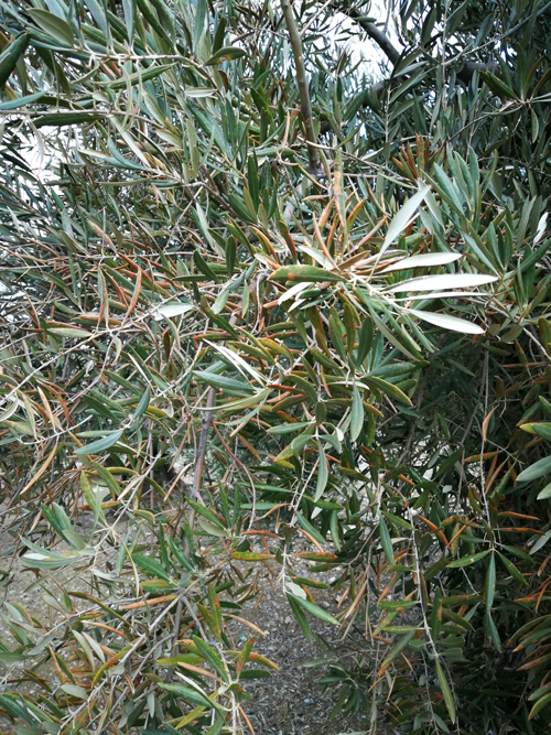 quemado-10.jpg