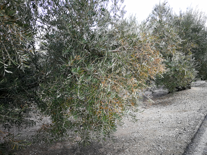 quemado-15.jpg