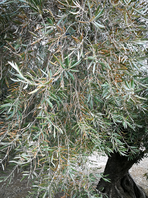 quemado-14.jpg