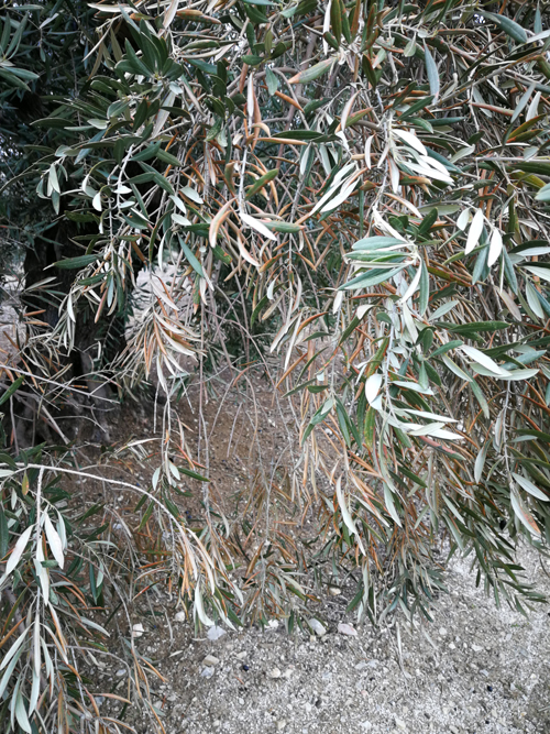 quemado-13.jpg