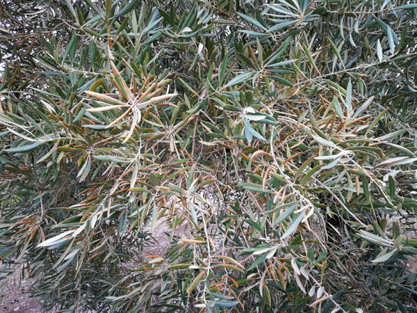 quemado-18.jpg