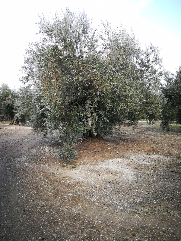 quemado-17.jpg