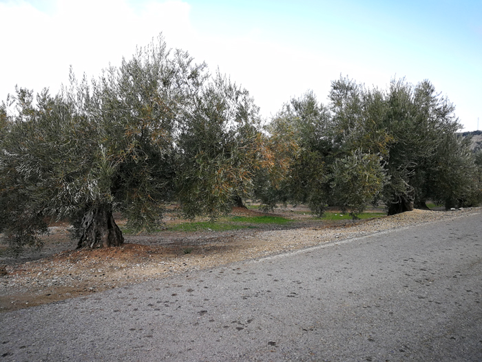 quemado-16.jpg