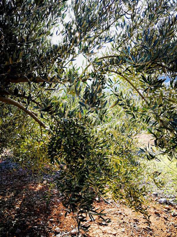 foliada-MOD-03.jpg