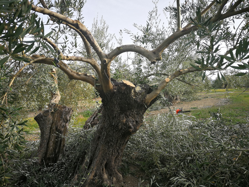 farfolla-03.jpg