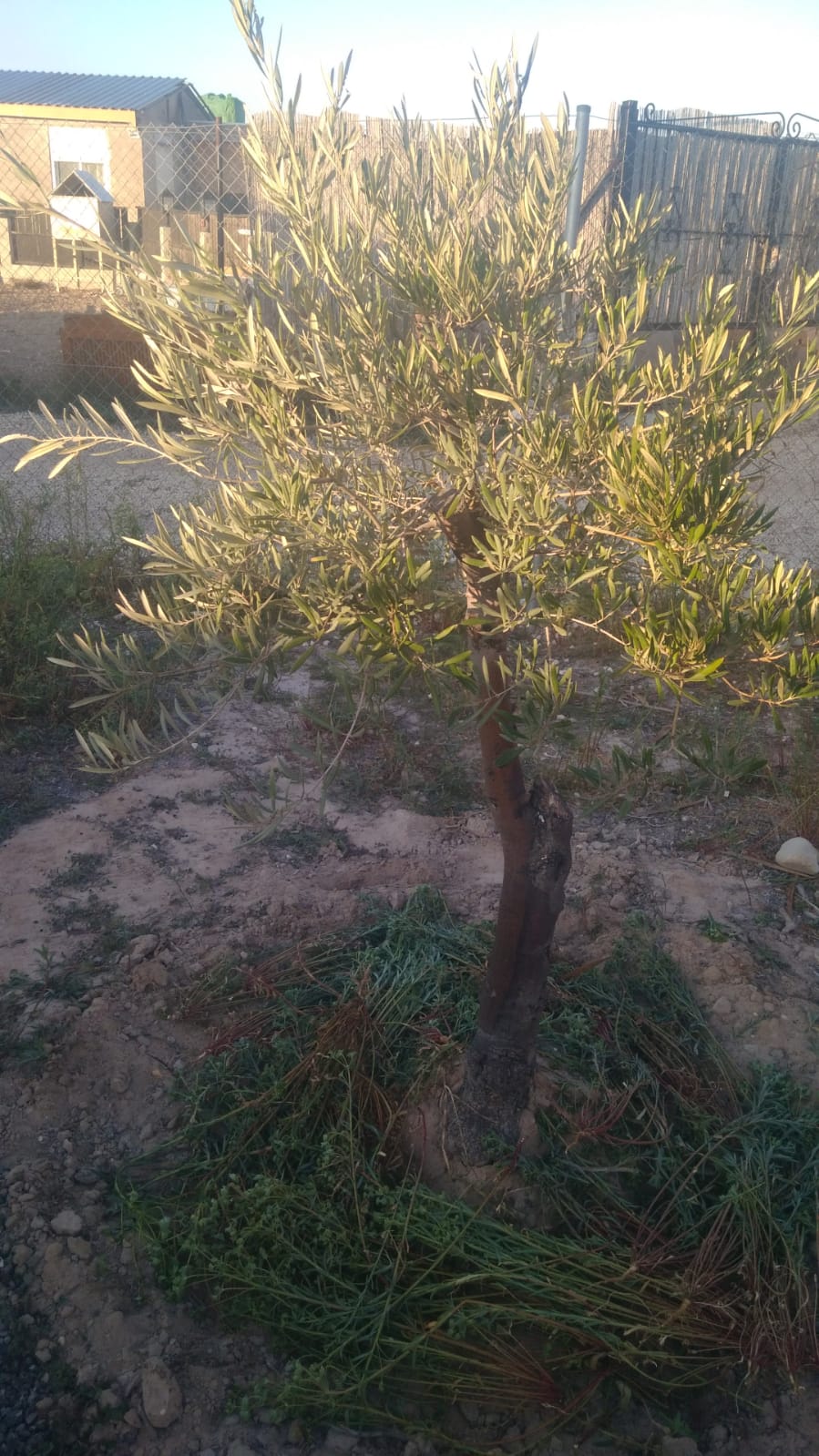 Olivo con mejor aspecto, tiene mas vegetación y color verde más vivo