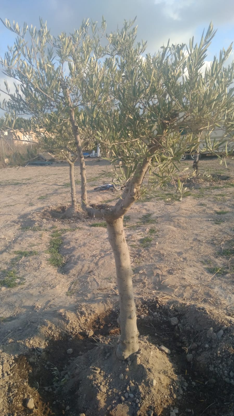 Olivo que no está ni bien, ni mal, palido pero mejor que el resto