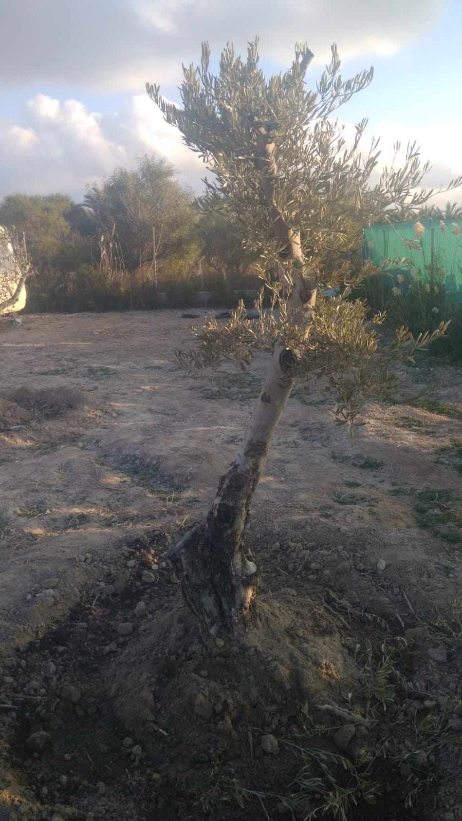 Olivo también un poco palido, con menos vegetación