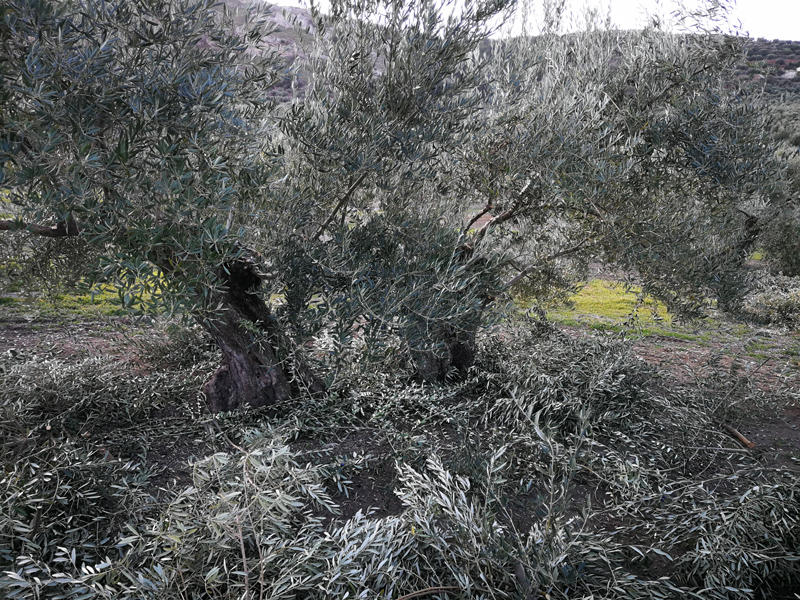 OLIVO-03.jpg