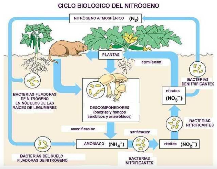 CICLODELNITROGENO.jpg