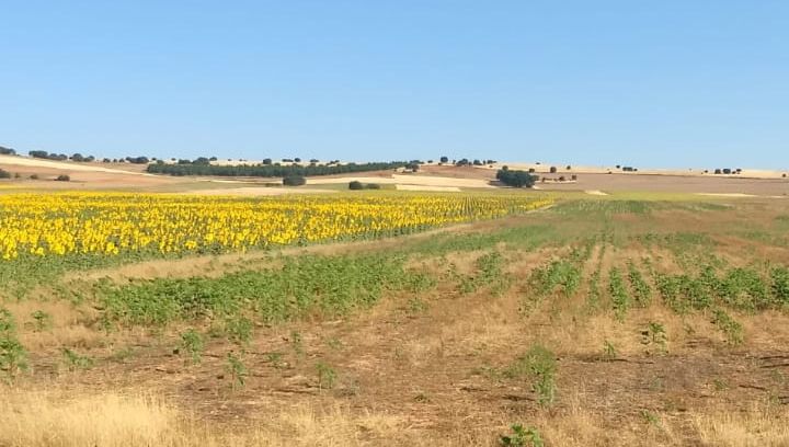 soria2018.jpg