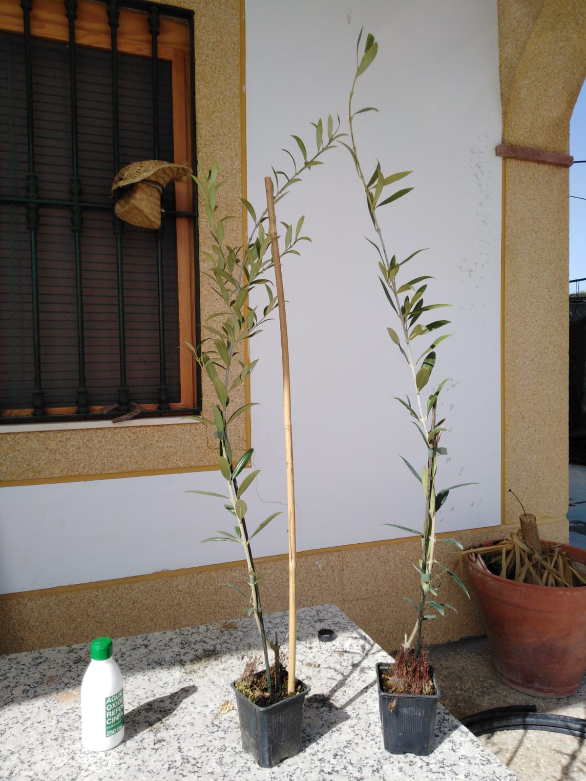 IMG-20190222-WA0002.jpg