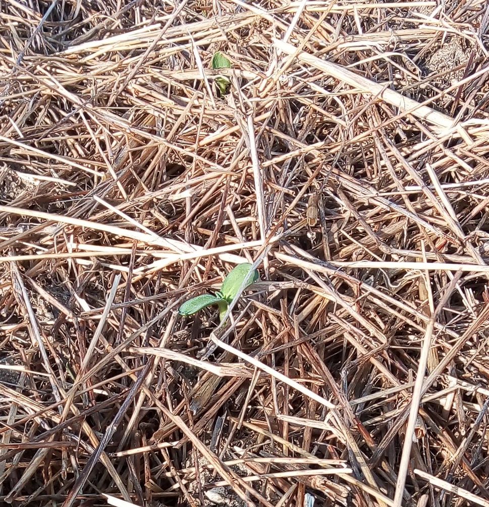 IMG-20190501-WA0003.jpeg