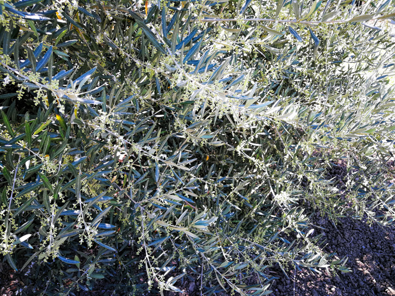 trama-02.jpg