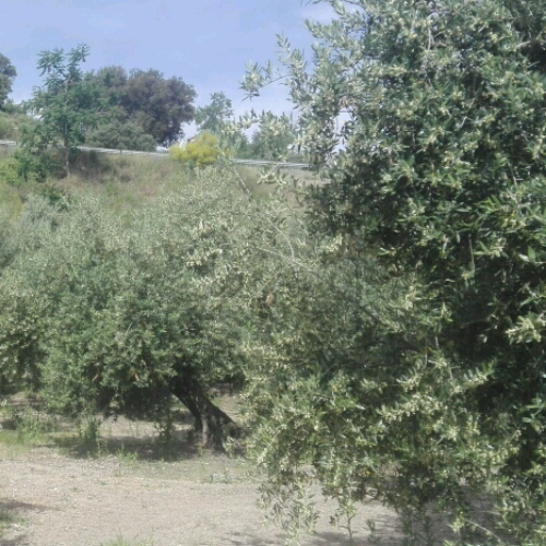Ala