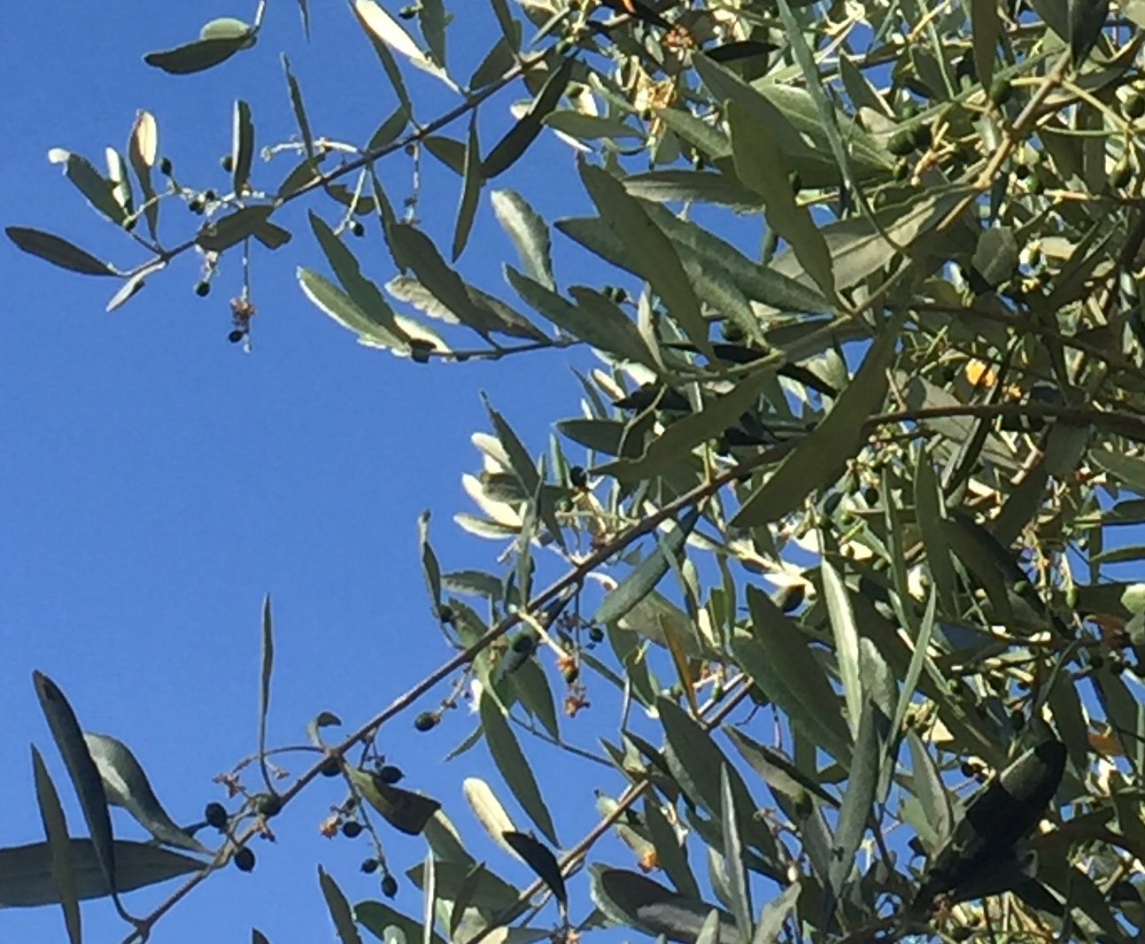 79812025-AB05-437C-97F3-AD9C39CEDFFD.jpeg