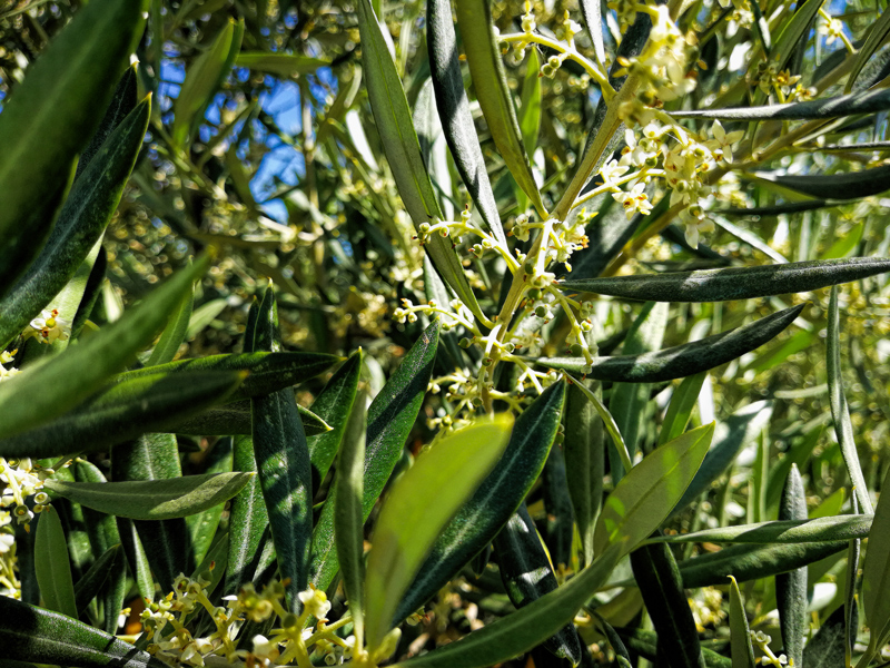 flores-03.jpg