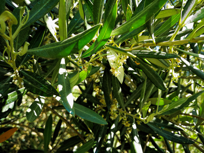 flores-02.jpg