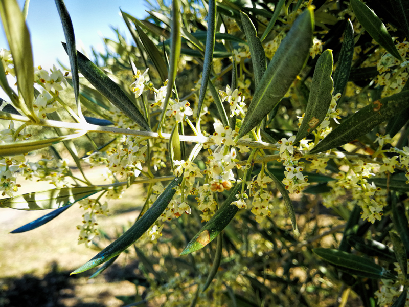 flores-01.jpg