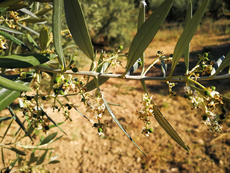 flores-03.jpg