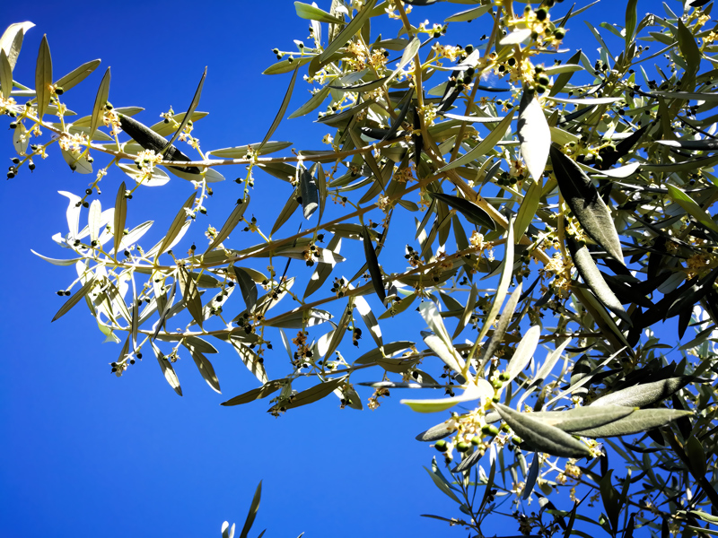 flores-02.jpg