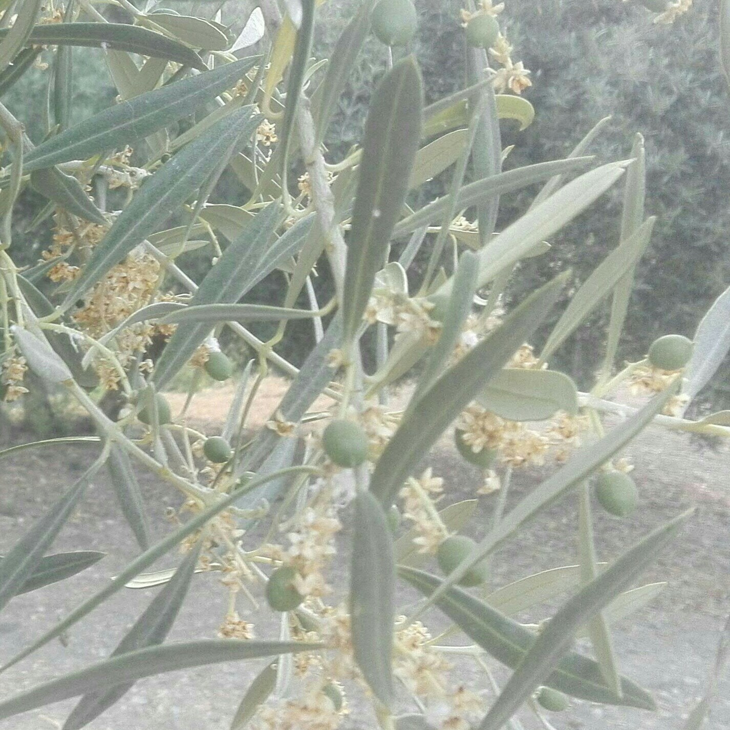Ala secano!