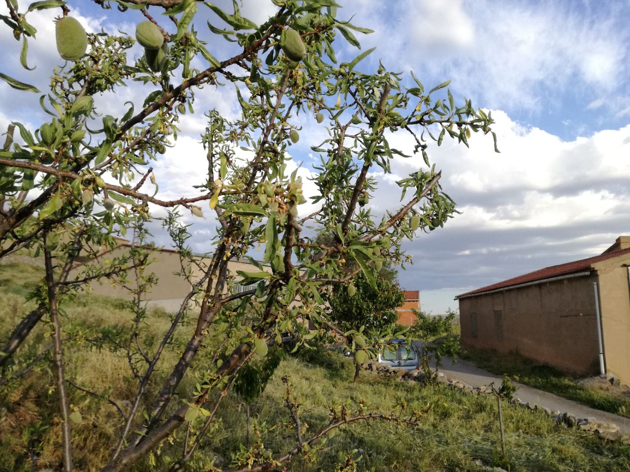 fotoalmendro_2.jpg