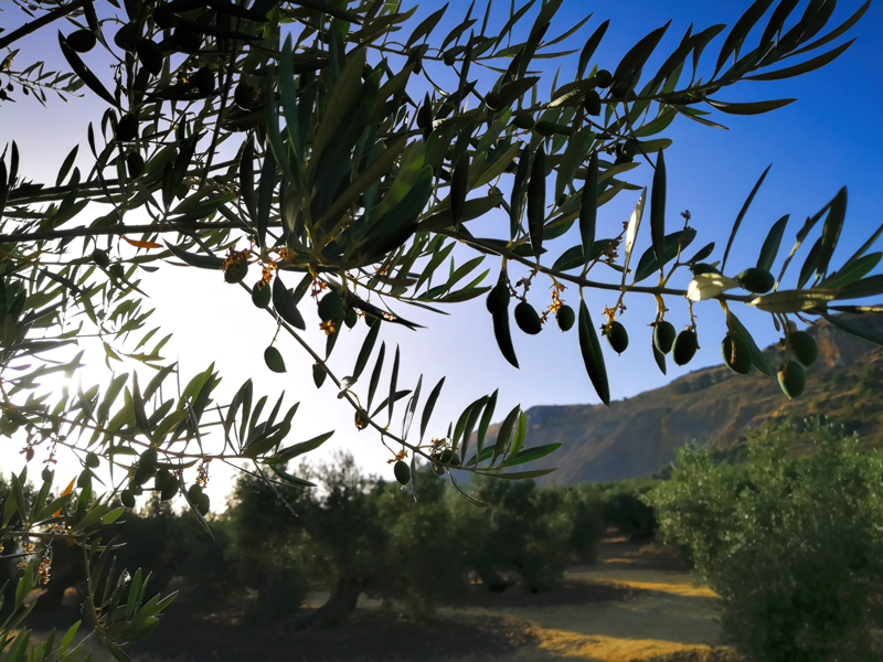 ACEITUNITAS-03.jpg