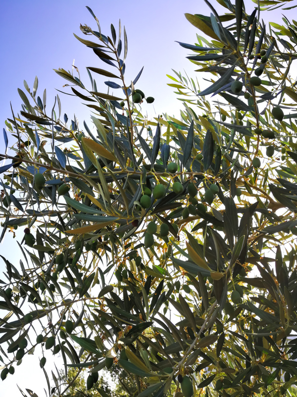 ACEITUNITAS-02.jpg
