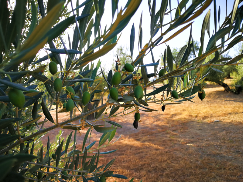 ACEITUNITAS-01.jpg
