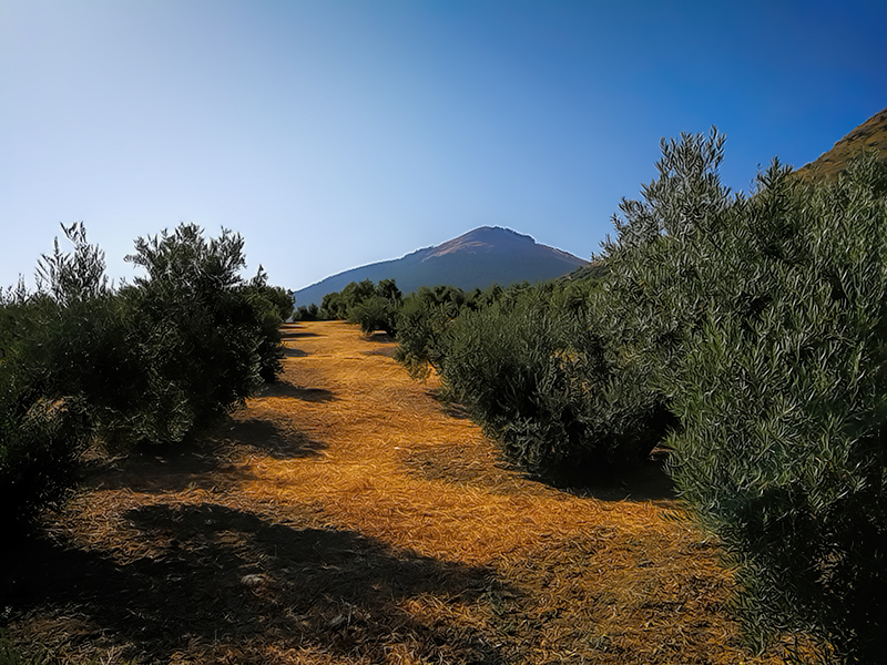 ACEITUNAS-06.jpg