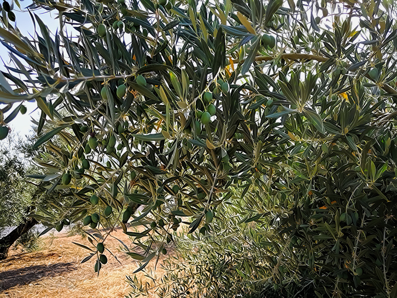 ACEITUNAS-05.jpg