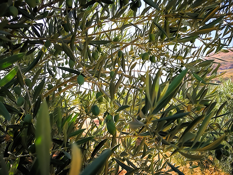ACEITUNAS-03.jpg