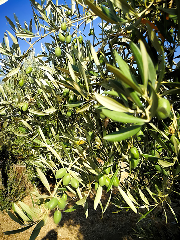 ACEITUNAS-02.jpg