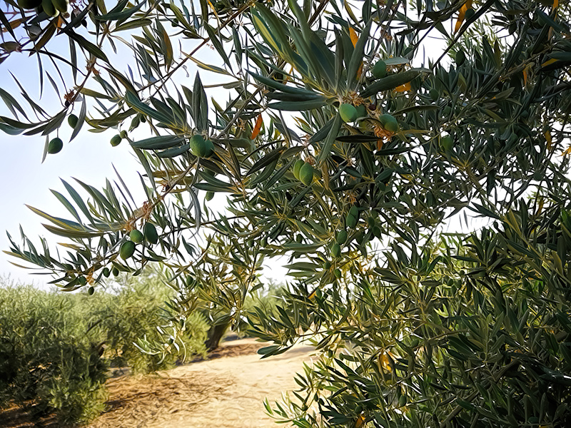 ACEITUNAS-01.jpg