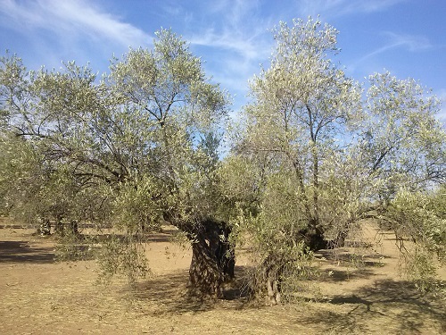aceituna2.jpg
