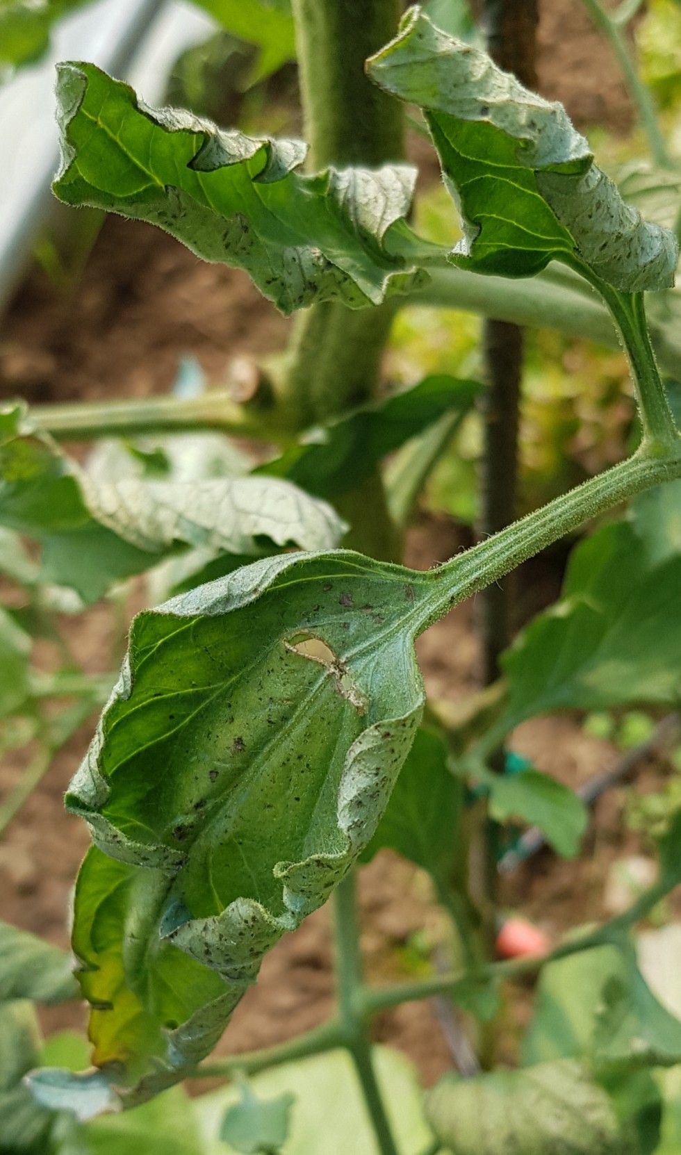 20190727_184554-980x1662.jpg