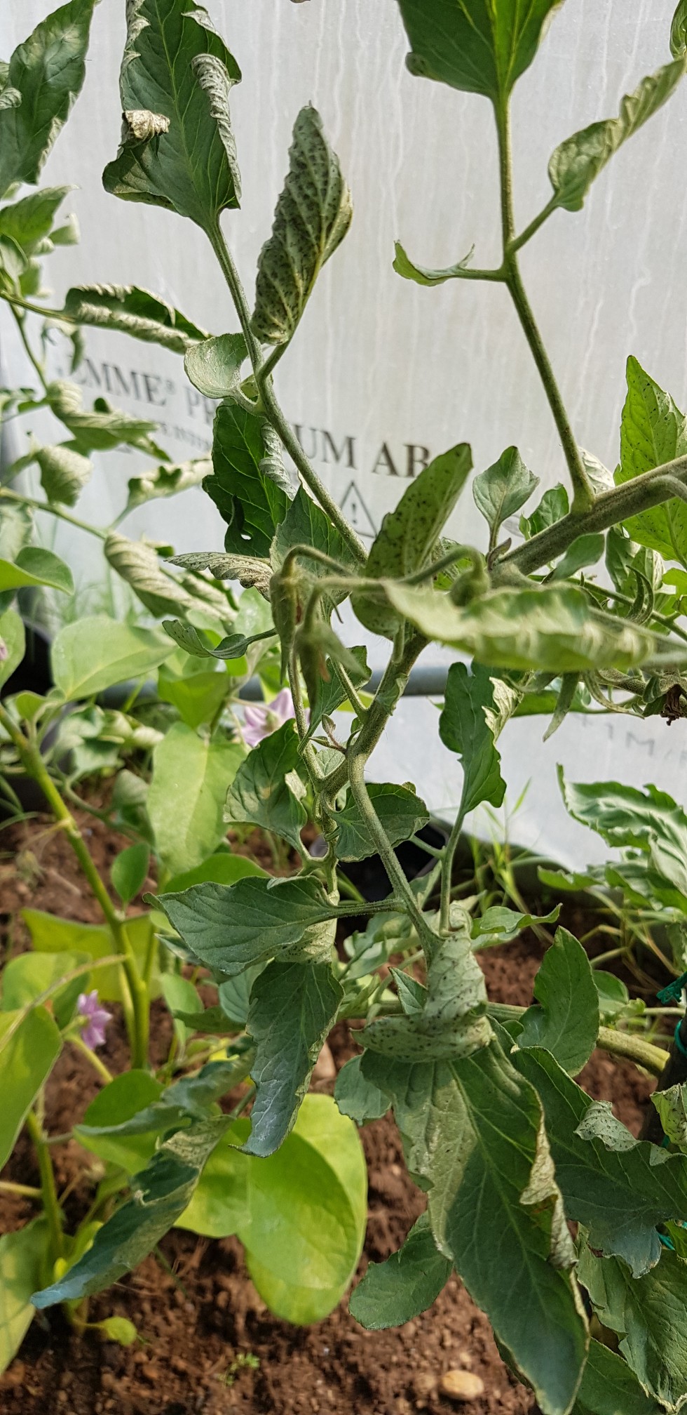 20190727_180649-980x2016.jpg