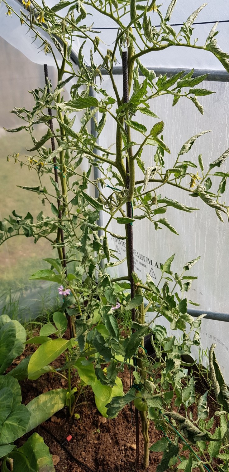 Hay un total de 6 tomates creciendo y aún no comí ninguno. A ver si alguien me ayuda a eliminar está plaga y aún puedo cosechar algo decente.