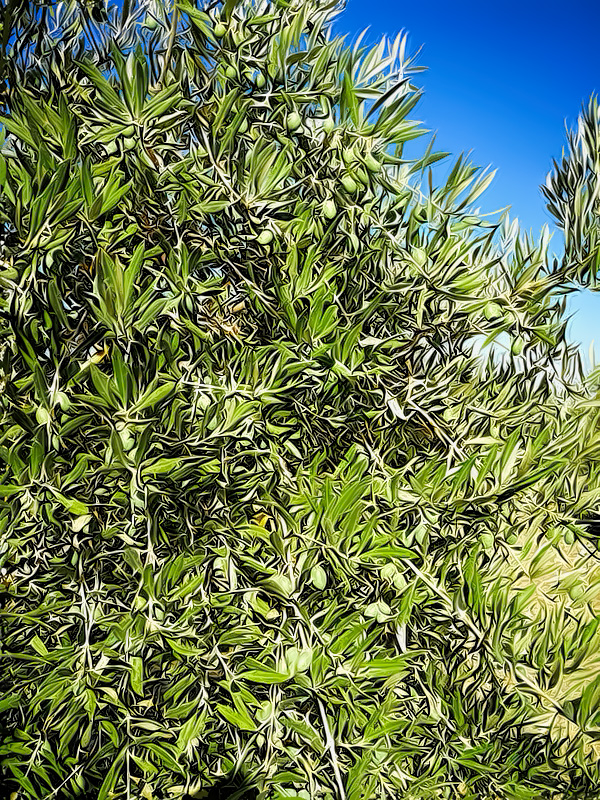 aceitunas-03.jpg