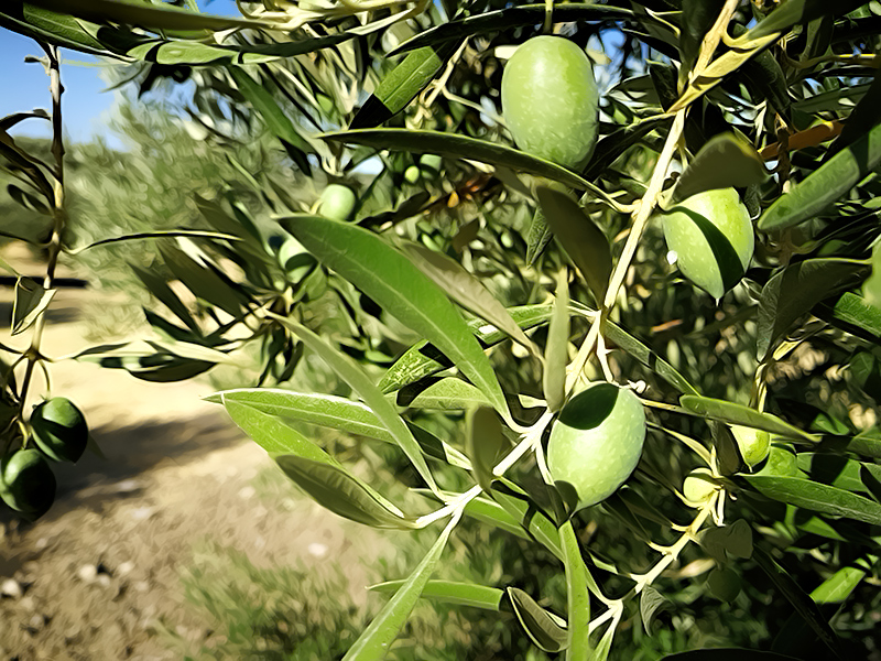 aceitunas-01.jpg