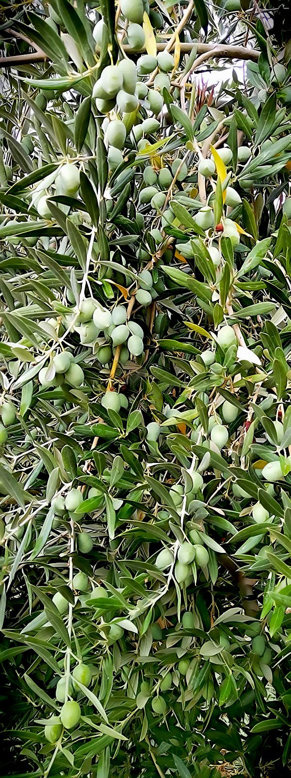 ACEITUNAS-MOD-RECUADRO.jpg