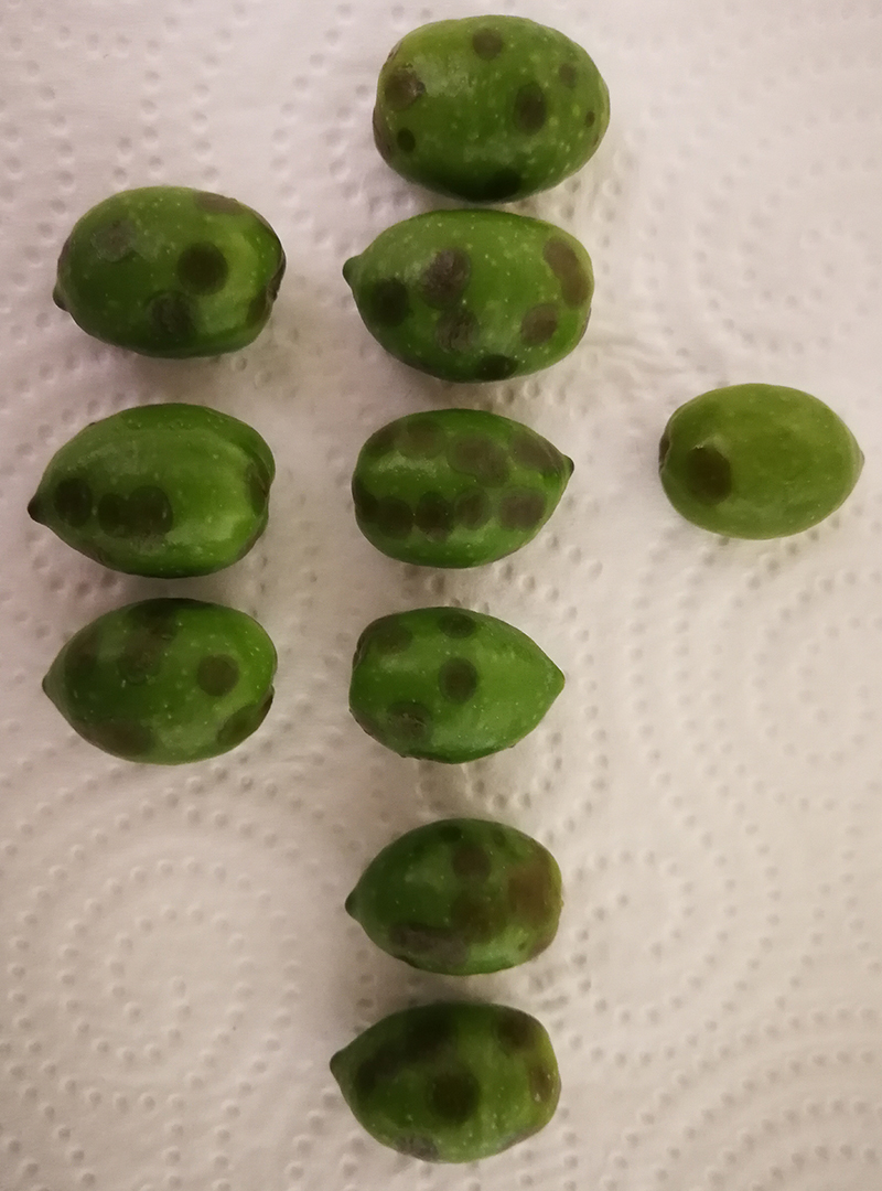 aceitunas-picadas.jpg