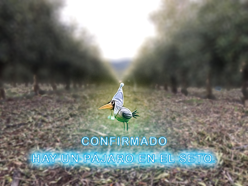 PAJARO-DEL-SETO.jpg