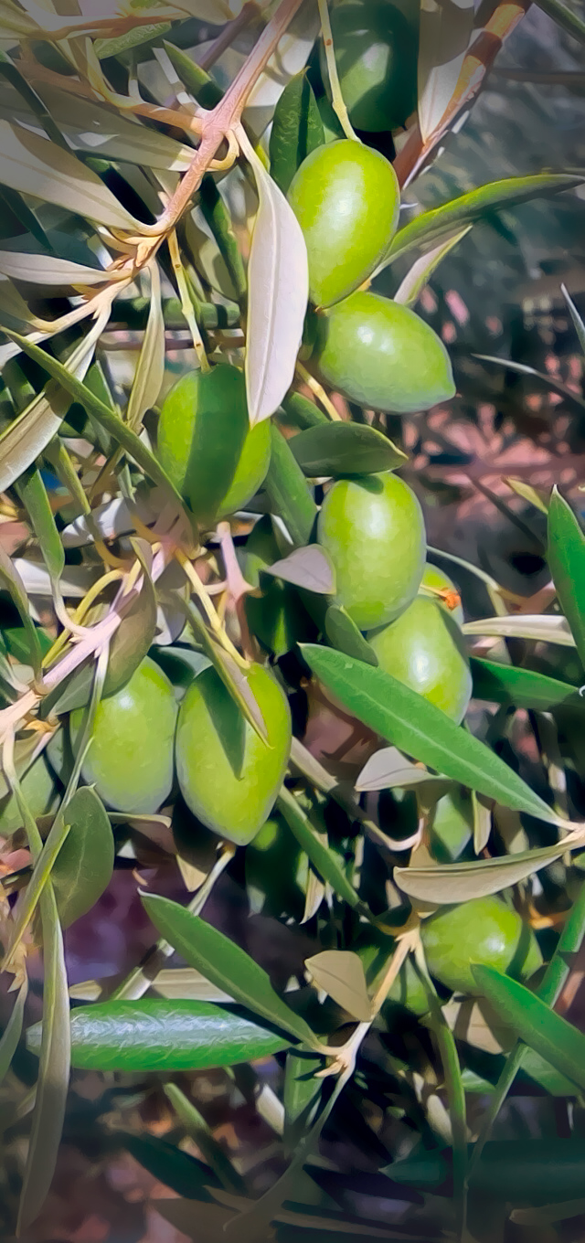 ACEITUNAS-MOD-03.jpg
