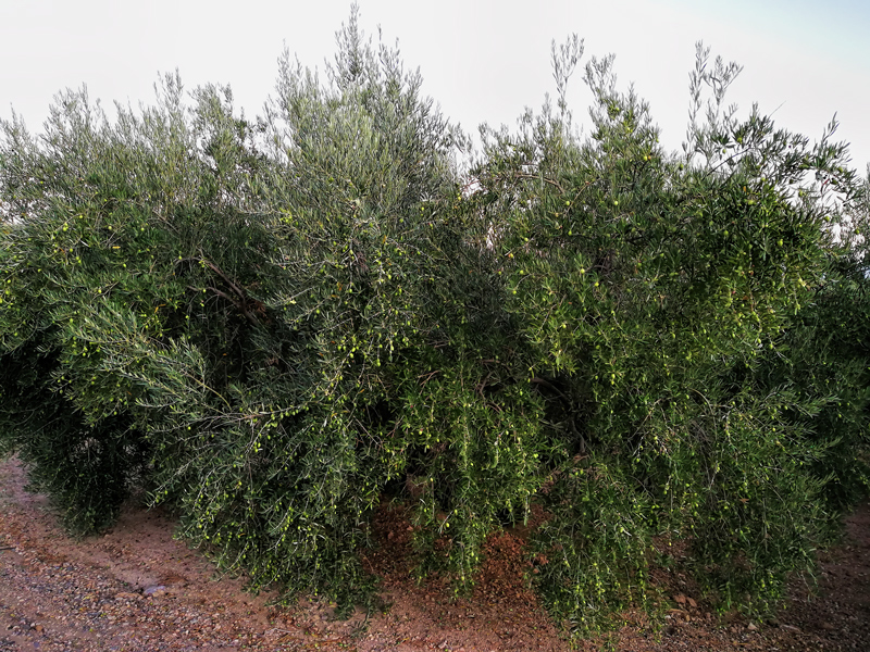 BUENA-COSECHA-02.jpg