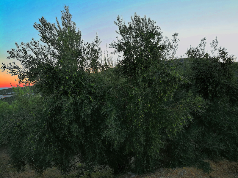 BUENA-COSECHA-01.jpg
