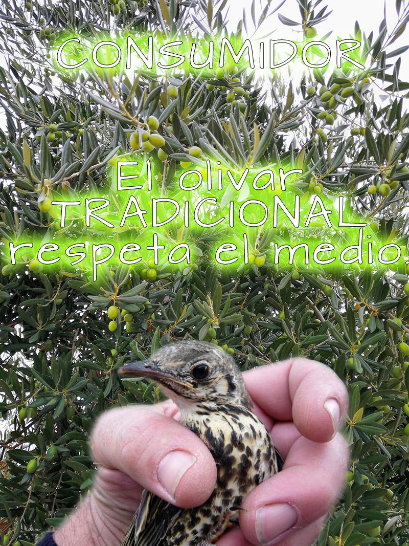 PAJAROS.jpg