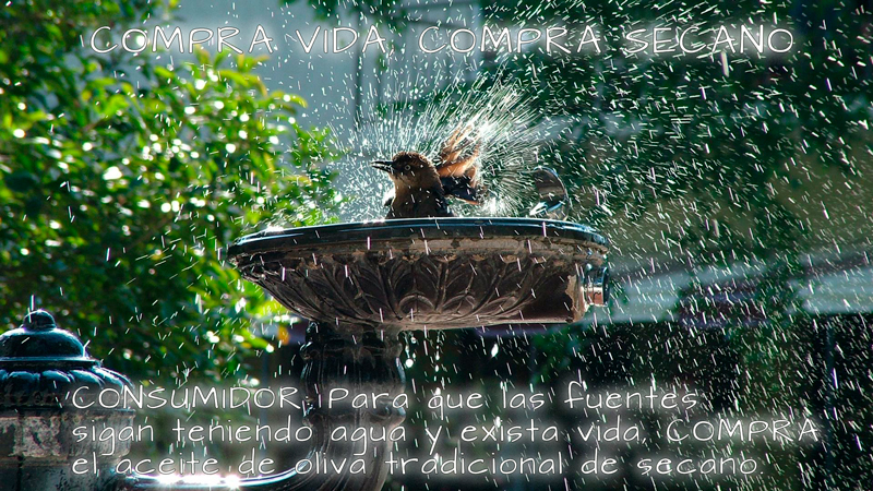 PAJAROS-02.jpg