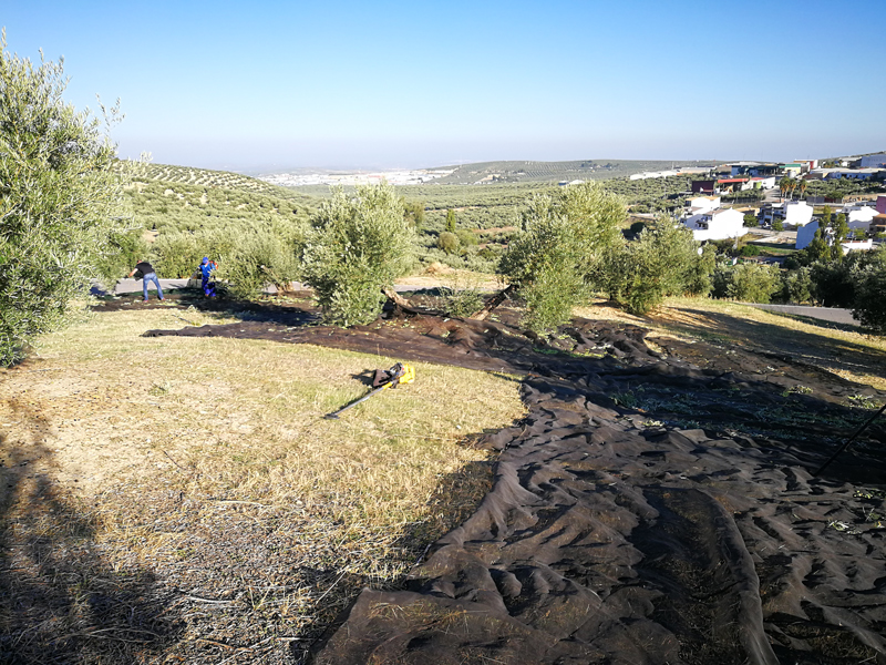 mergaoliva-06.jpg